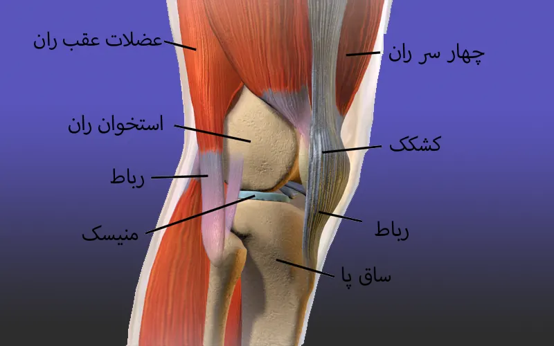 آناتومی زانو